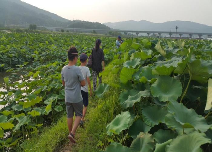 백화원 연꽃체험농장