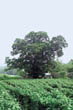 안금리 느티나무