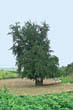 신근리 은행나무