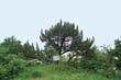 상백리 향나무