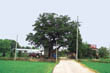 외평리 느티나무