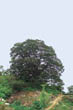 이포리 느티나무2