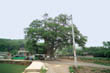 하품리 느티나무1