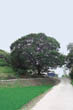 가산리 느티나무