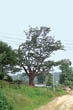 송촌리 느티나무