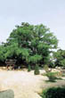 천송리 은행나무