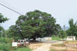 상교리 느티나무