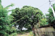 간매리 느티나무1