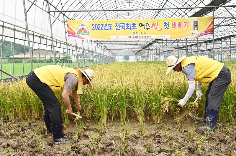 2022년도 전국최초 여주쌀 첫 벼베기