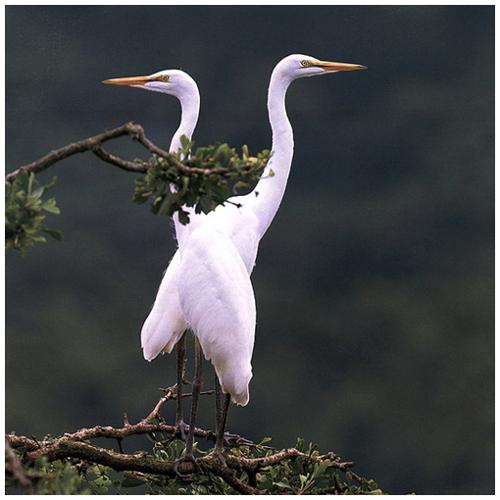 Breeding ground of egrets and herons 이미지