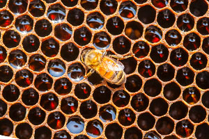 꿀벌 사진