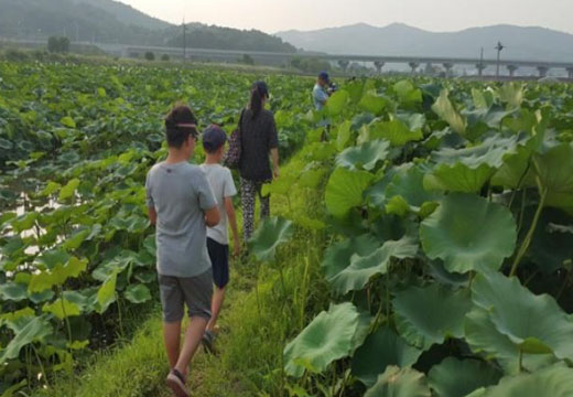 백화원연꽃체험농장 이미지