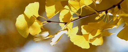 Tree of Yeoju-Gingko tree