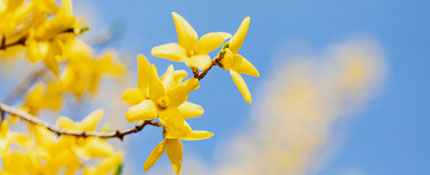 Flower of Yeoju-Forsythia