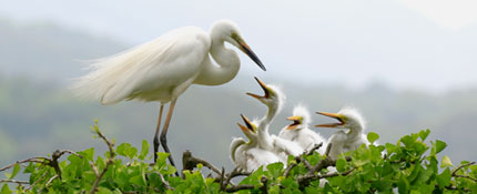 Bird of Yeoju-Egret