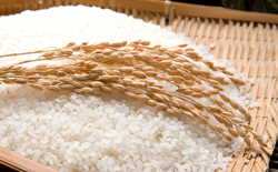 yeoju rice