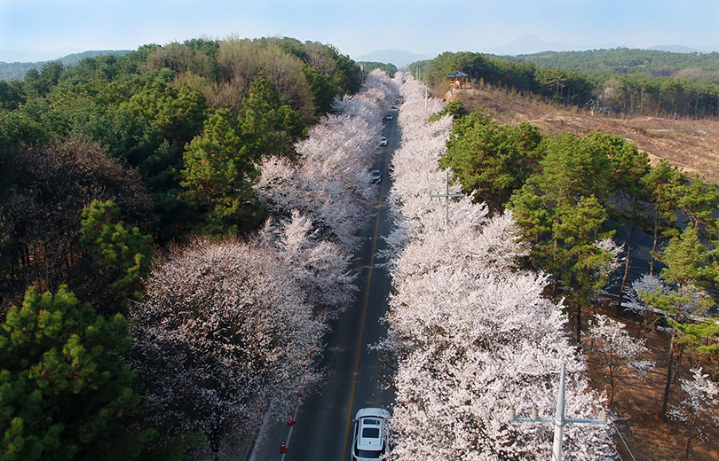 여주흥천남한강 벚꽃축제 3