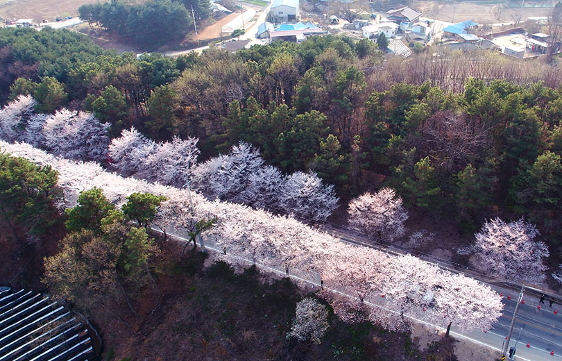 여주흥천남한강 벚꽃축제 4