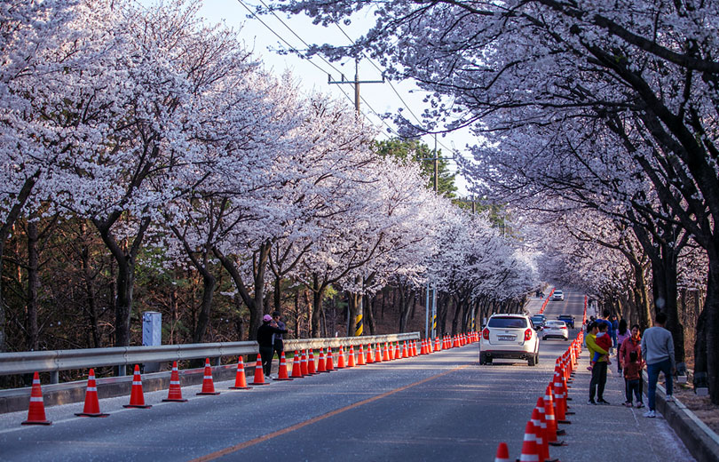 여주흥천남한강 벚꽃축제 8